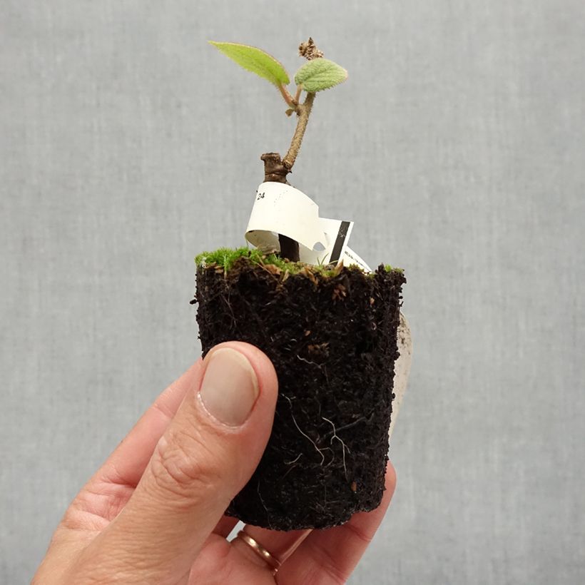 Exemplar von Actinidia chinensis Bruno (Weiblich) - Chinesischer Strahlengriffel Kleine Töpfe von 8/9 cm wie im Sommer geliefert