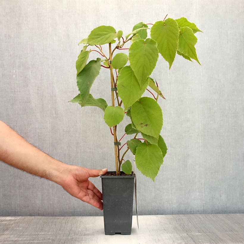 Exemplar von Actinidia chinensis Bruno (Weiblich) - Chinesischer Strahlengriffel Topf mit 1,5L/2L wie im Sommer geliefert