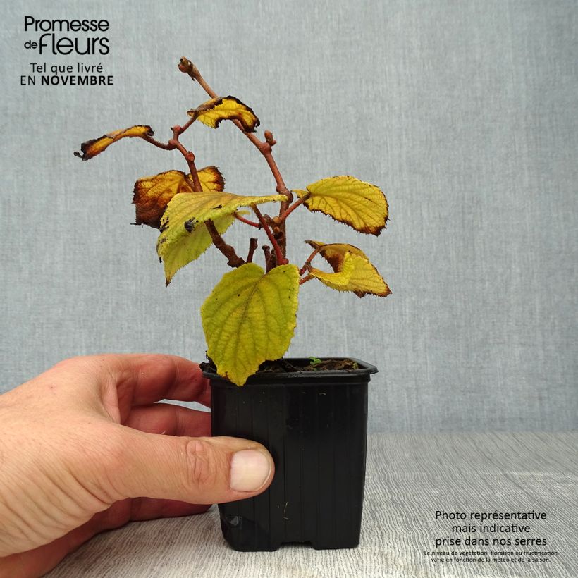 Exemplar von Actinidia deliciosa Monty - Chinesischer Strahlengriffel Kleine Töpfe von 8/9 cm wie im Herbst geliefert