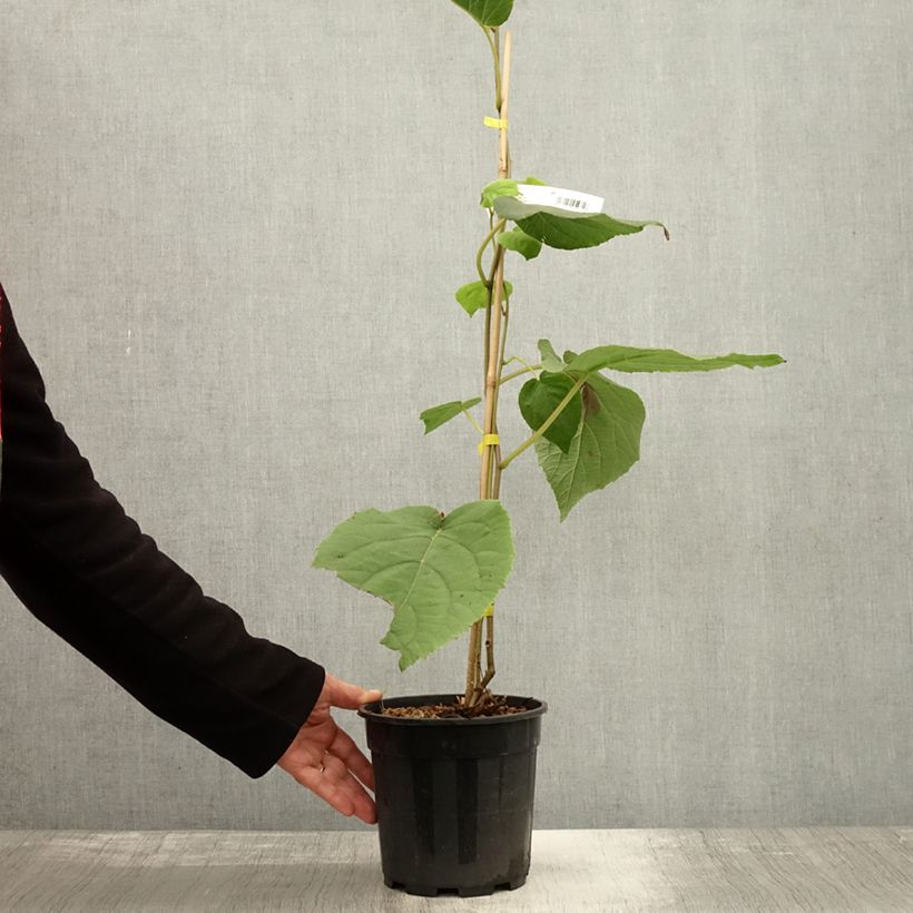 Exemplar von Actinidia chinensis Golden Delight (Weiblich) - Chinesischer Strahlengriffel Topf mit 2L/3L wie im Herbst geliefert