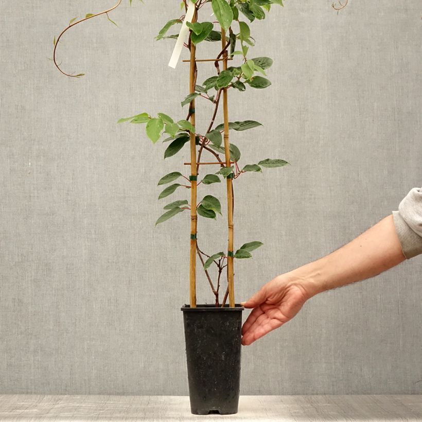 Exemplar von Actinidia deliciosa Hayward - Chinesischer Strahlengriffel Topf mit 1,5L/2L wie im Sommer geliefert