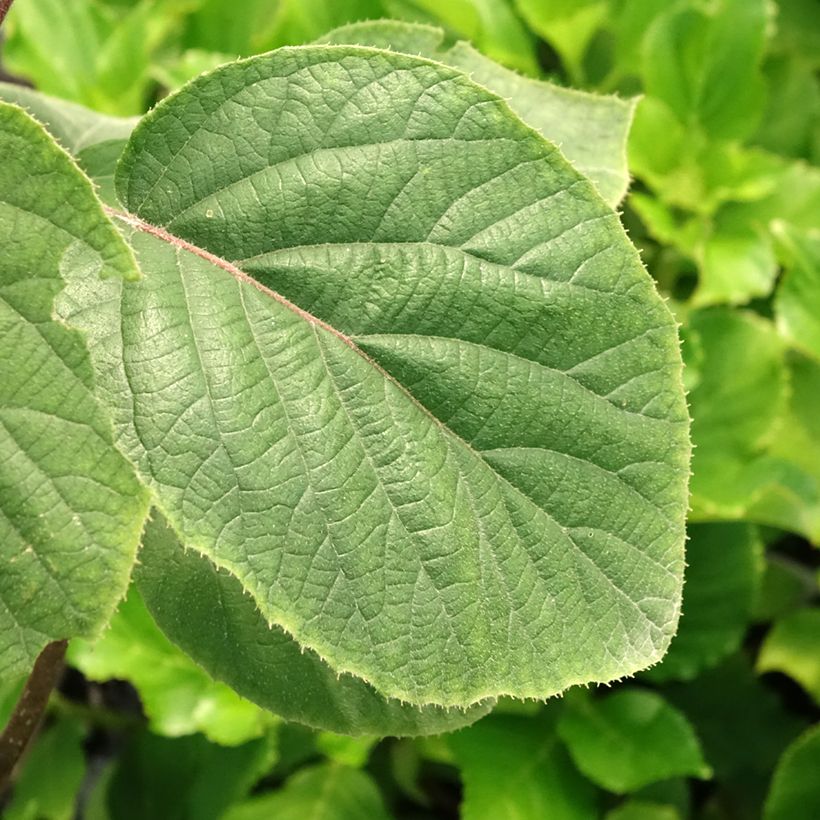 Actinidia deliciosa Kiwi Gold - Chinesischer Strahlengriffel (Laub)