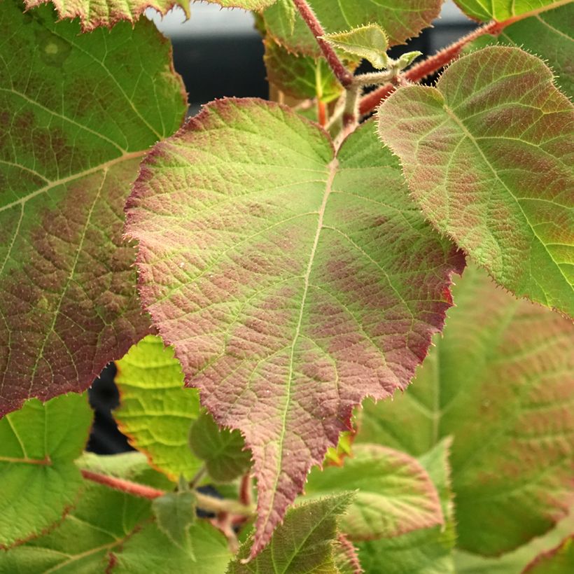 Actinidia deliciosa kiw'Happy (Weiblich) - Chinesischer Strahlengriffel (Laub)