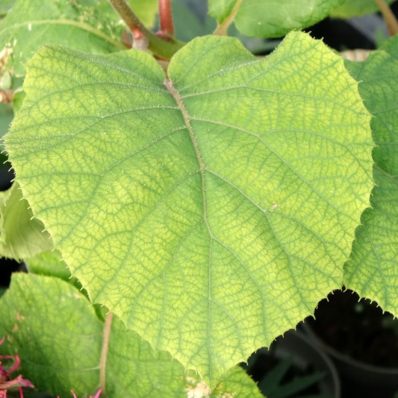 Actinidia deliciosa Kiw'Happy (Männlich) - Chinesischer Strahlengriffel (Laub)