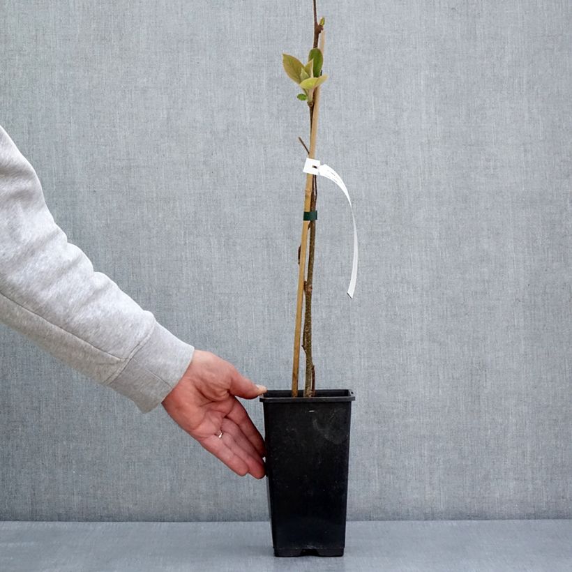 Exemplar von Actinidia chinensis Minkimale (Männlich) - Chinesischer Strahlengriffel Topf mit 1,5L/2LGelieferte Höhe ca. 30/40cm wie im Frühjahr geliefert
