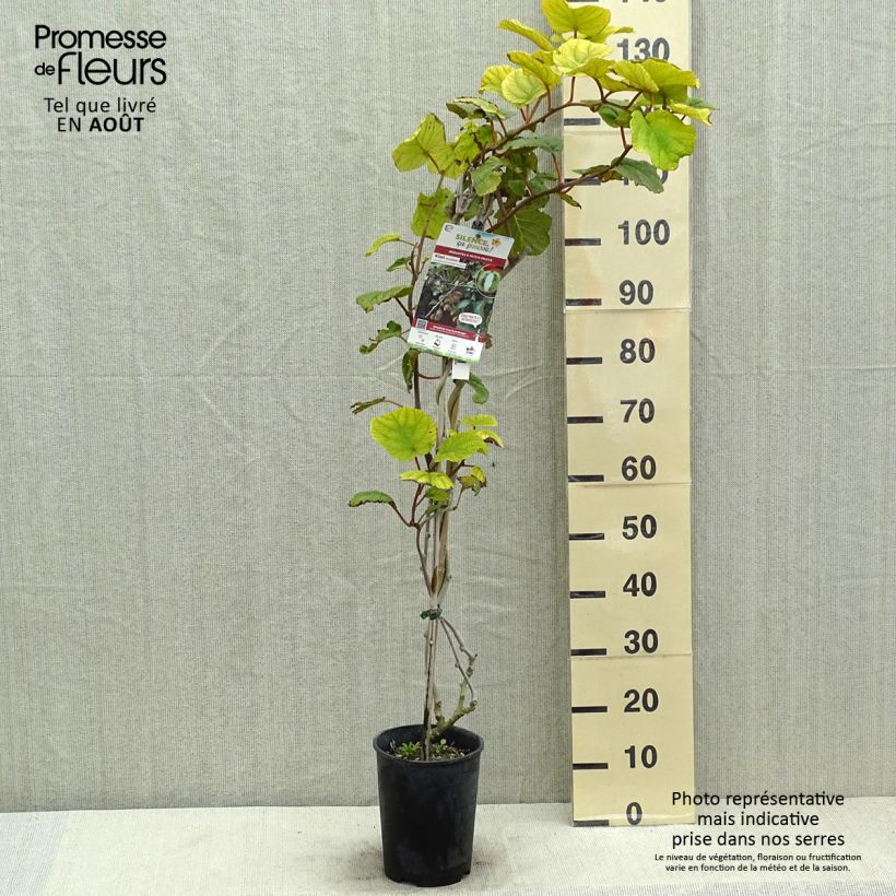 Exemplar von Actinidia chinensis Solissimo - Chinesischer Strahlengriffel Topf mit 4L/5L wie im Sommer geliefert