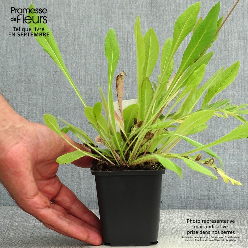 Exemplar von Acker-Witwenblume - Knautia arvensis Kleine Töpfe von 8/9 cm wie im Sommer geliefert