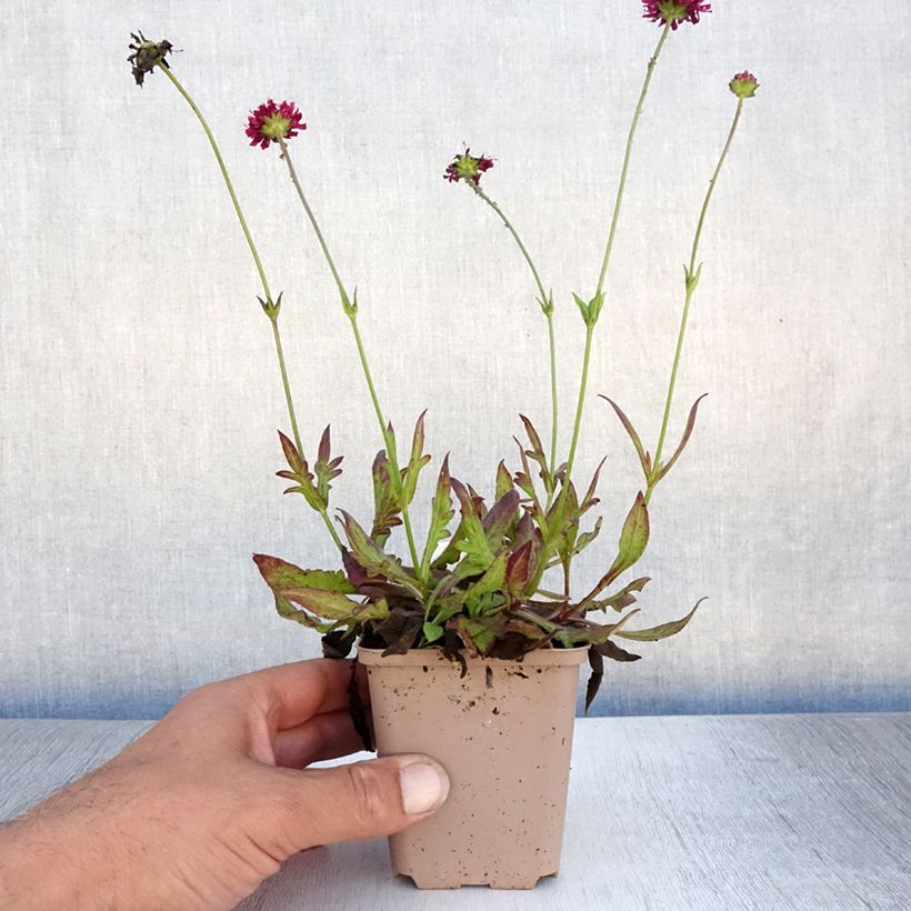 Exemplar von Witwenblume Mars Midget - Knautia macedonia Kleine Töpfe von 8/9 cm wie im Sommer geliefert