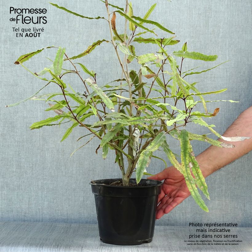 Exemplar von Knightia excelsa - Knightia Topf mit 3L/4L wie im Sommer geliefert