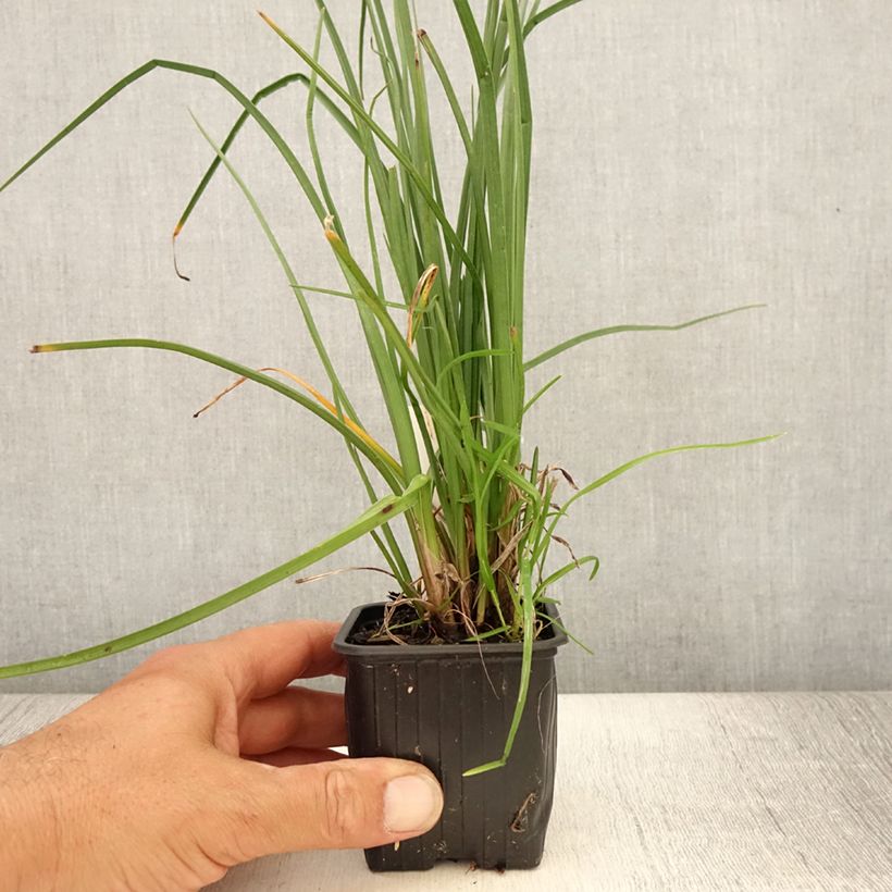 Exemplar von Fackellilie Bees Lemon - Kniphofia Kleine Töpfe von 8/9 cm wie im Sommer geliefert