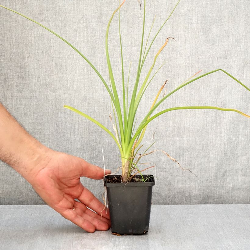 Exemplar von Fackellilie Green Jade - Kniphofia Kleine Töpfe von 8/9 cm wie im Sommer geliefert