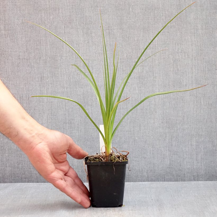 Exemplar von Fackellilie Green Jade - Kniphofia Kleine Töpfe von 8/9 cm wie im Frühjahr geliefert