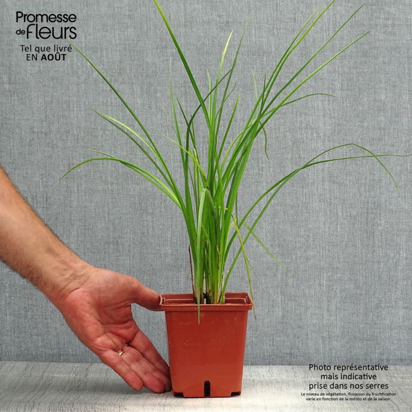 Exemplar von Fackellilie Mango Popsicle - Kniphofia Topf mit 1L/1,5L wie im Sommer geliefert