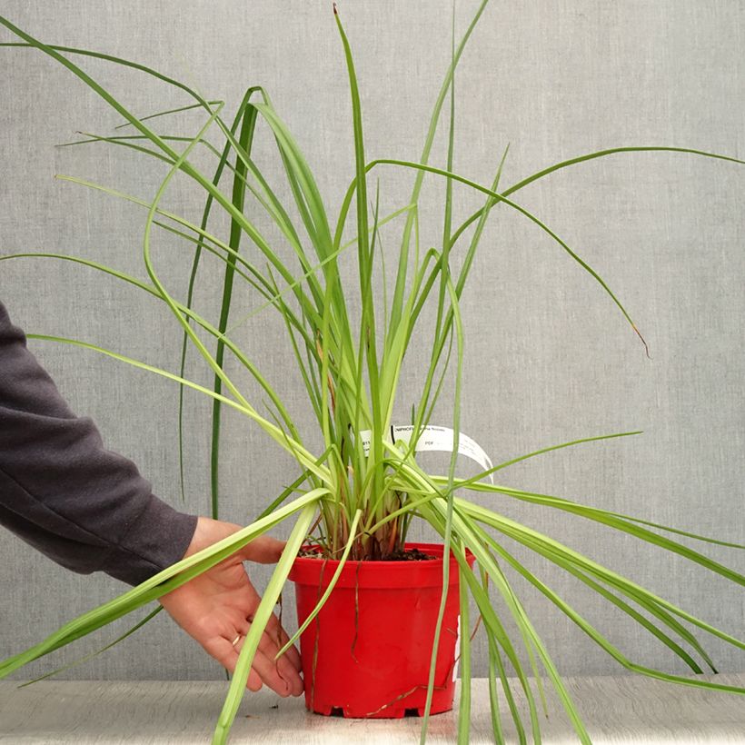 Exemplar von Garten-Fackellilie Nobilis - Kniphofia uvaria Topf mit 3L/4L wie im Sommer geliefert