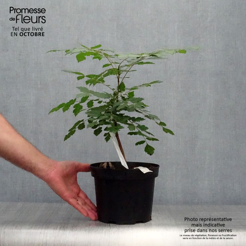 Exemplar von Koelreuteria paniculata - Blasenesche Topf mit 3L/4L wie im Herbst geliefert