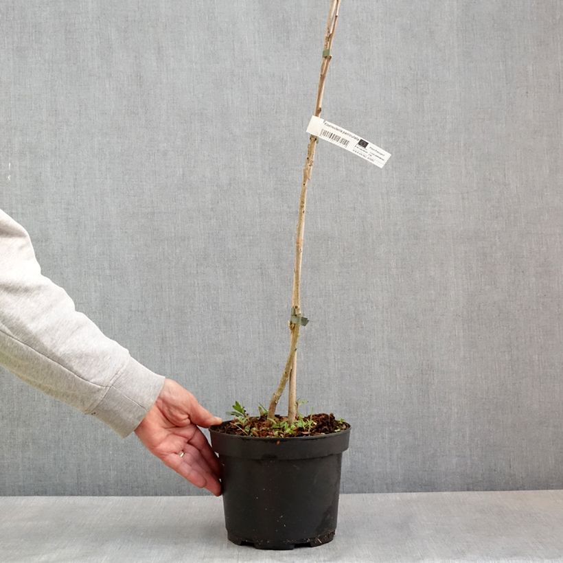 Exemplar von Koelreuteria paniculata - Blasenesche Topf mit 3L/4LGelieferte Höhe ca. 30/40cm wie im Frühjahr geliefert