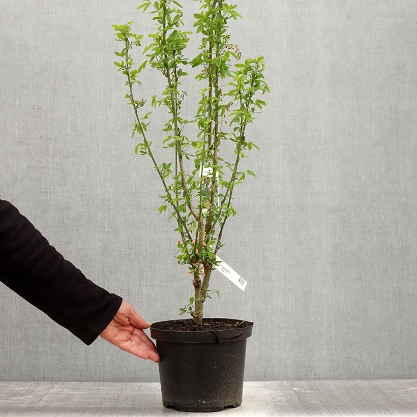 Exemplar von Laburnocytisus adamii - Geißkleegoldregen Topf mit 4L/5L wie im Frühjahr geliefert