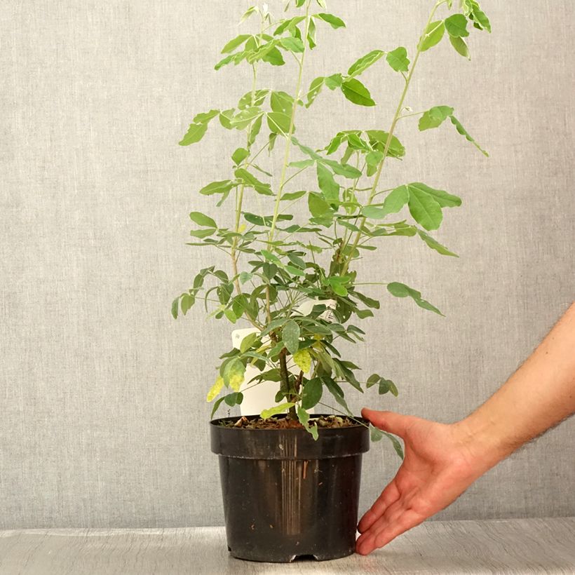 Exemplar von Laburnum anagyroides - Gewöhnlicher Goldregen Topf mit 3L/4L wie im Sommer geliefert