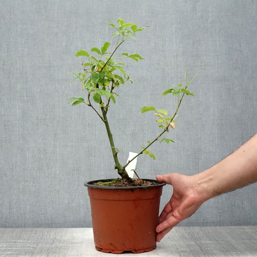 Exemplar von Laburnum watereri Vossii - Voss Goldregen Topf mit 3L/4L wie im Sommer geliefert