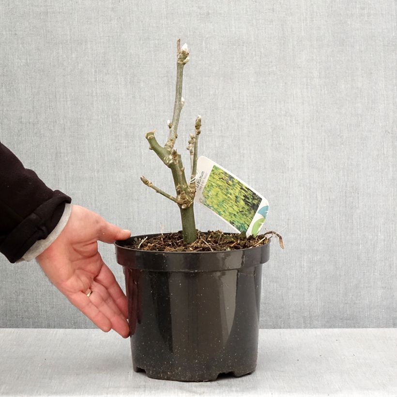 Exemplar von Laburnum watereri Vossii - Voss Goldregen Topf mit 3L/4LGelieferte Höhe ca. 40/50cm wie im Frühjahr geliefert
