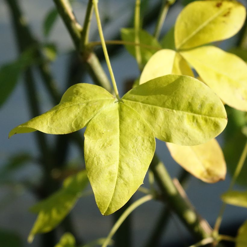 Laburnum watereri Vossii - Voss Goldregen (Laub)