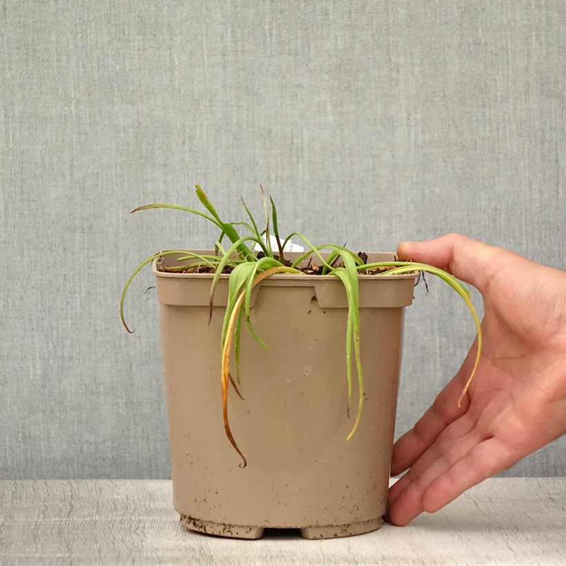 Exemplar von Lachenalia African Beauty Namakwa - Lachenalie Topf mit 2L/3L wie im Sommer geliefert