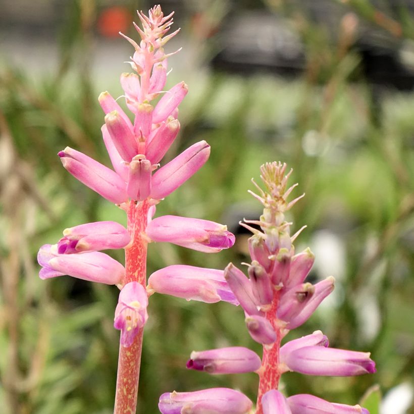 Lachenalia African Beauty Rupert - Lachenalie (Blüte)