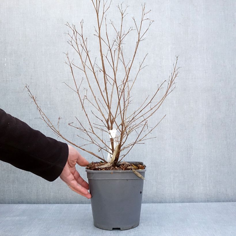 Exemplar von Chinesische Kräuselmyrte Camaïeu d'Ete - Lagerstroemia Topf mit 4L/5LGelieferte Höhe ca. 30/40cm wie im Frühjahr geliefert