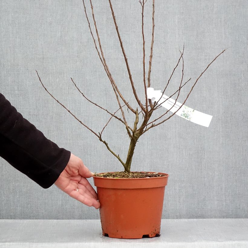Exemplar von Chinesische Kräuselmyrte Enduring White - Lagerstroemia Topf mit 3L/4LGelieferte Höhe ca. 60/80cm wie im Frühjahr geliefert
