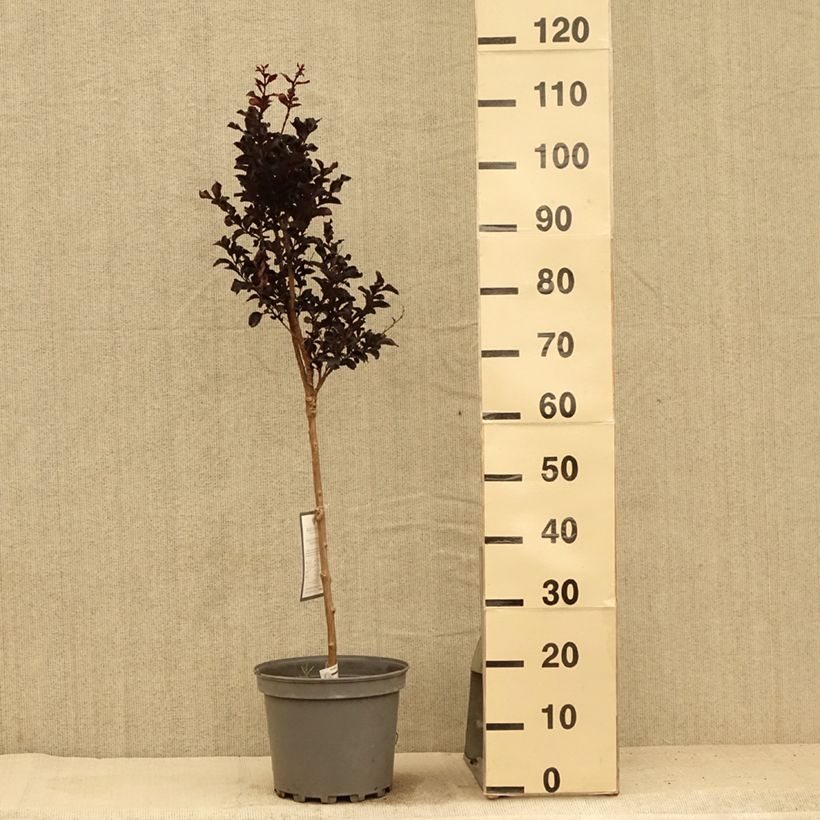 Exemplar von Chinesische Kräuselmyrte Black Diamond Lavender Lace - Lagerstroemia Topf mit 7,5L/10L wie im Sommer geliefert