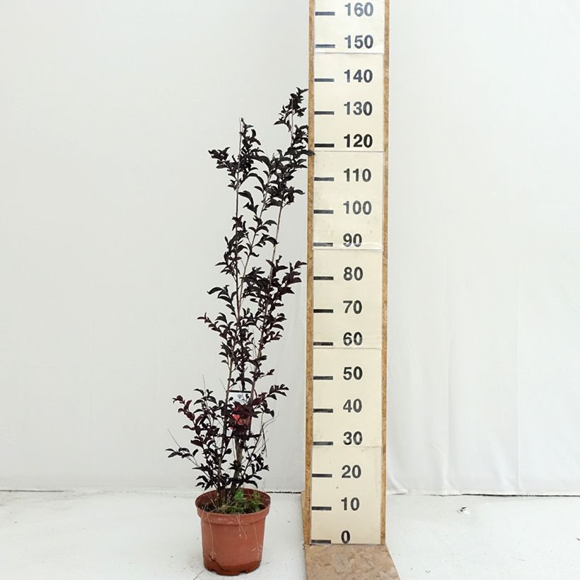 Exemplar von Chinesische Kräuselmyrte Black Solitaire Crimson Red - Lagerstroemia Topf mit 3L/4L wie im Sommer geliefert