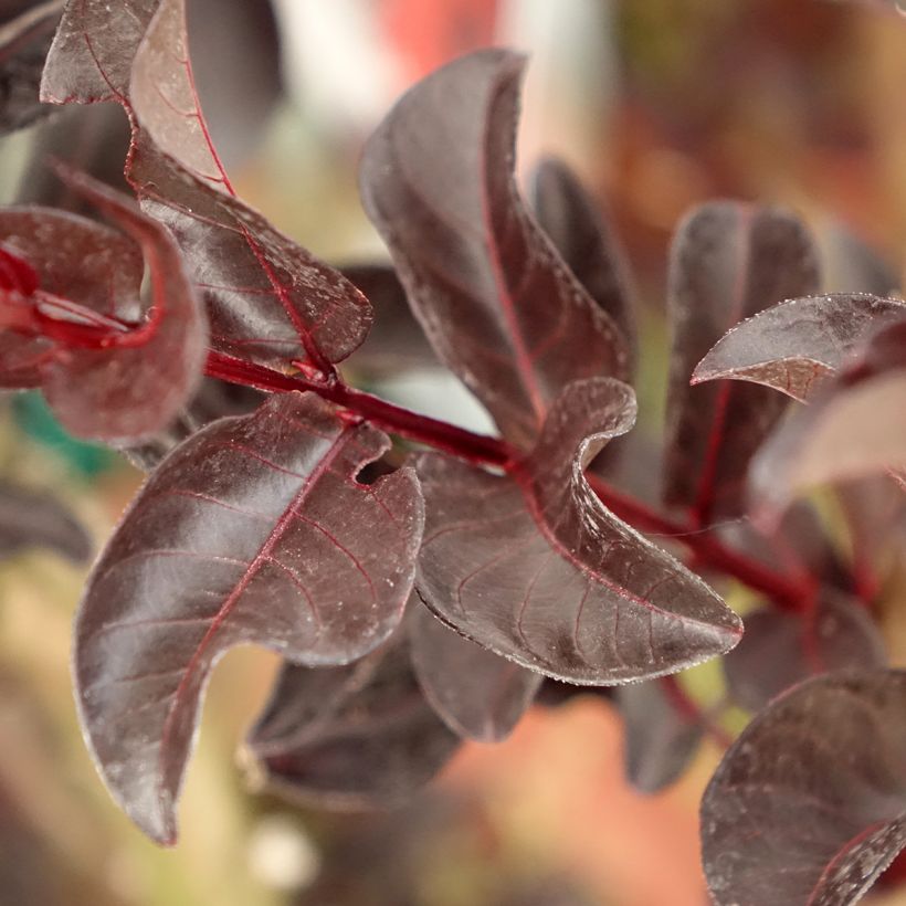 Chinesische Kräuselmyrte Black Solitaire Crimson Red - Lagerstroemia (Laub)