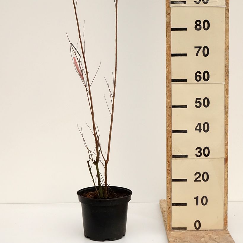 Exemplar von Chinesische Kräuselmyrte Black Solitaire Red Hot - Lagerstroemia Topf mit 4L/5L wie im Winter geliefert