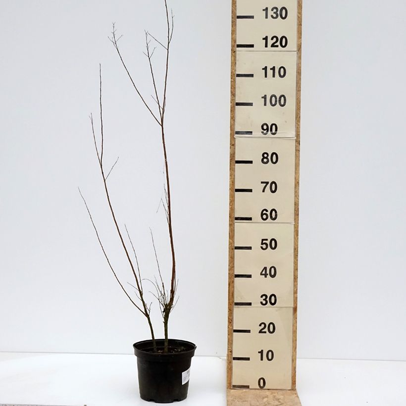 Exemplar von Chinesische Kräuselmyrte Black Solitaire Red Hot - Lagerstroemia Topf mit 4L/5LGelieferte Höhe ca. 80/90cm wie im Frühjahr geliefert