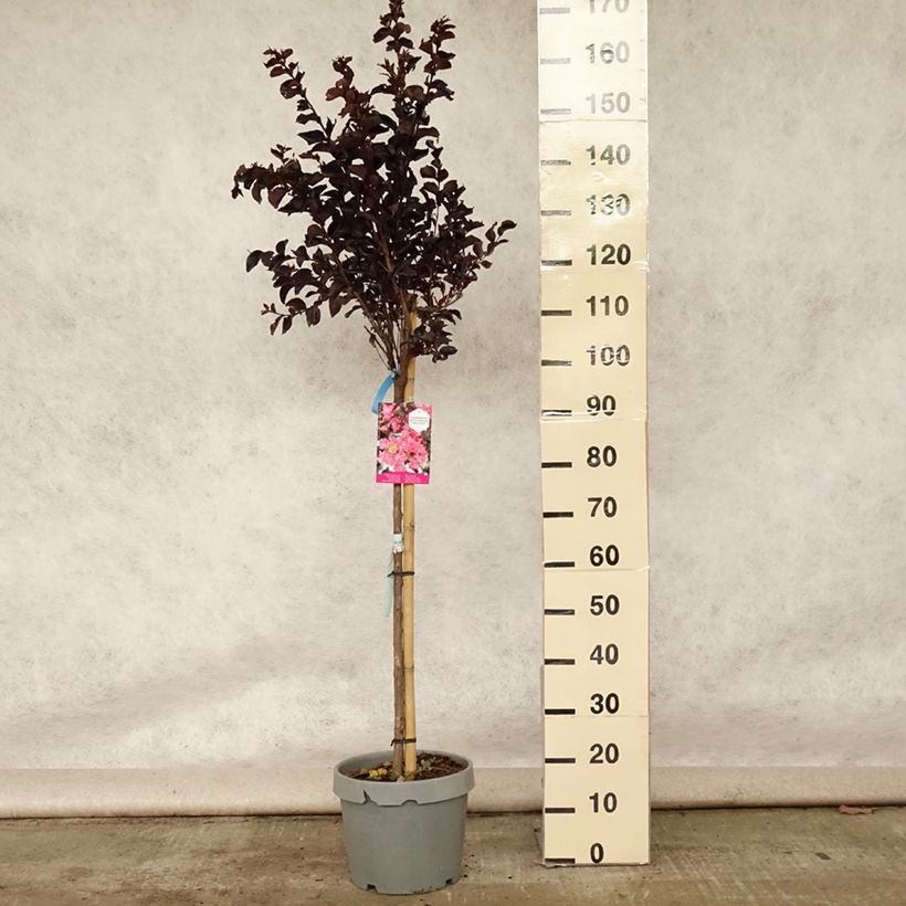 Exemplar von Chinesische Kräuselmyrte Black Solitaire Shell Pink - Lagerstroemia Topf mit 7,5L/10L wie im Sommer geliefert