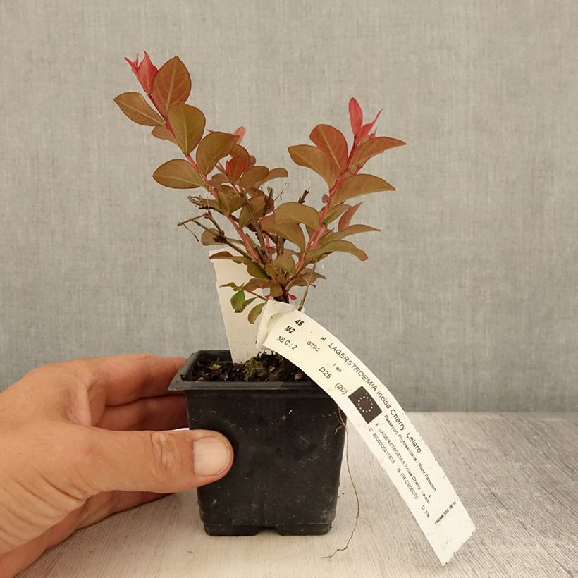 Exemplar von Chinesische Kräuselmyrte Cherry - Lagerstroemia Kleine Töpfe von 8/9 cm wie im Sommer geliefert