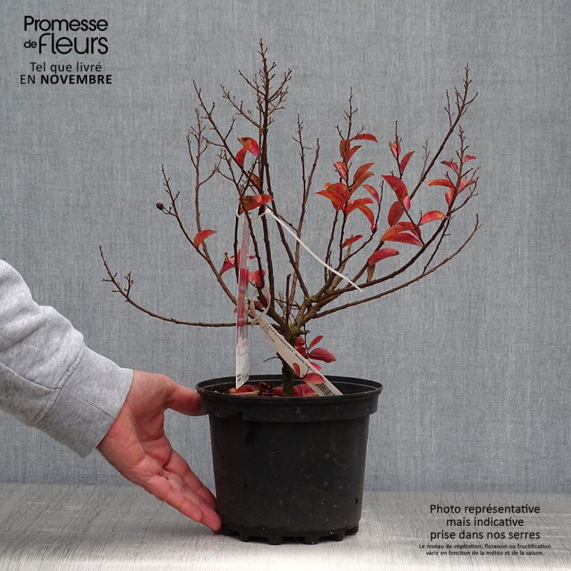 Exemplar von Chinesische Kräuselmyrte Play It Again Double Feature - Lagerstroemia Topf mit 2L/3L wie im Herbst geliefert