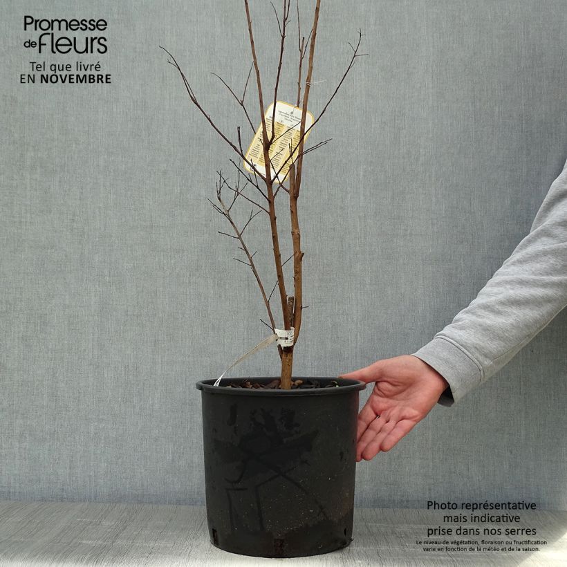 Exemplar von Chinesische Kräuselmyrte Dynamite - Lagerstroemia Topf mit 7,5L/10L wie im Herbst geliefert
