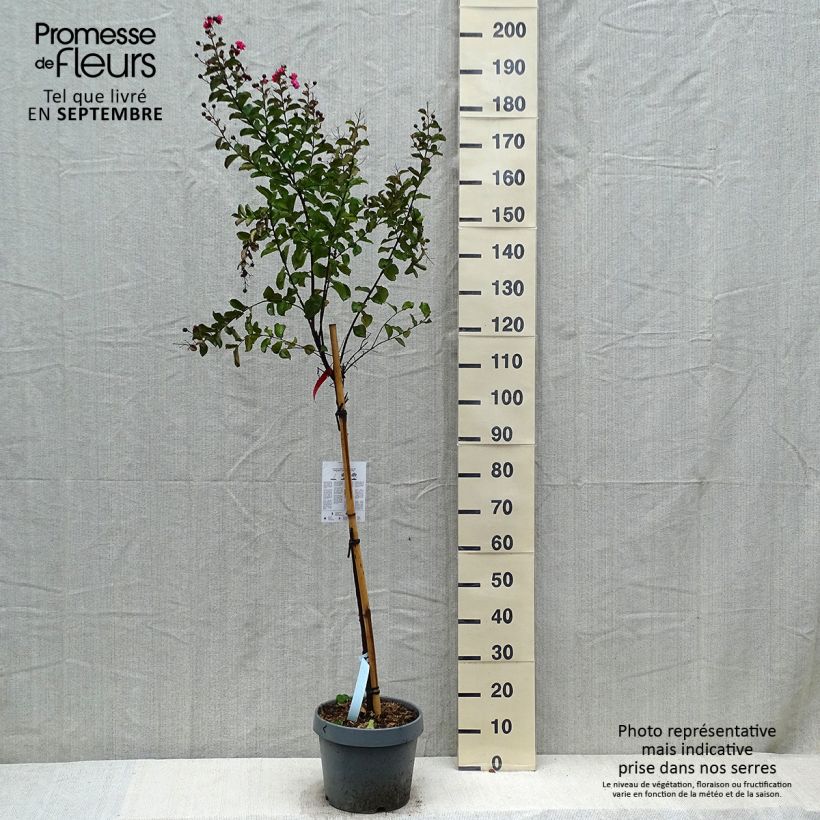 Exemplar von Chinesische Kräuselmyrte Dynamite - Lagerstroemia Topf mit 7,5L/10L wie im Herbst geliefert