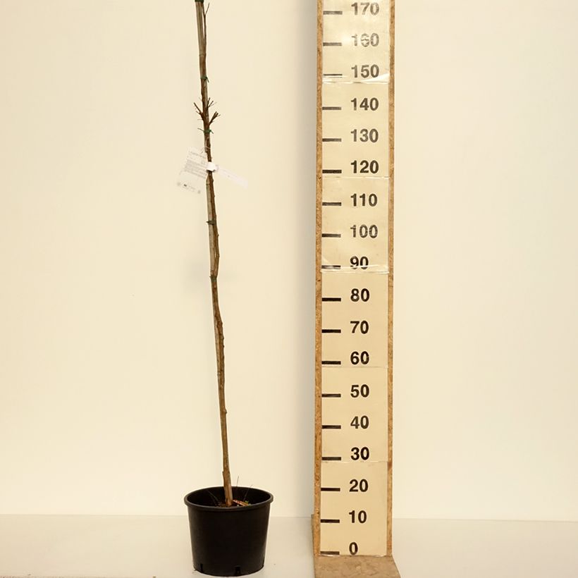 Exemplar von Chinesische Kräuselmyrte Dynamite - Lagerstroemia Topf mit 7,5L/10LGelieferte Höhe ca. 100/120cm wie im Frühjahr geliefert