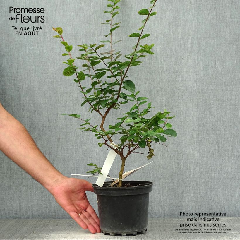 Exemplar von Chinesische Kräuselmyrte Jacqueline Desmartis - Lagerstroemia Topf mit 3L/4L wie im Sommer geliefert