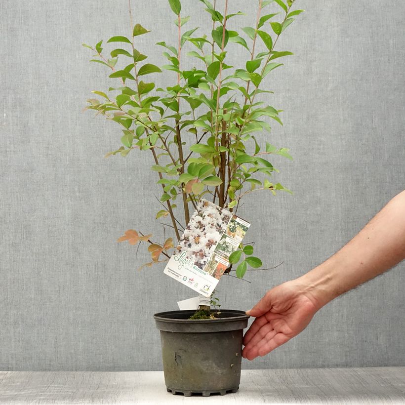 Exemplar von Chinesische Kräuselmyrte Kimono - Lagerstroemia Topf mit 3L/4L wie im Sommer geliefert
