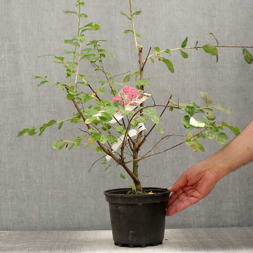 Exemplar von Chinesische Kräuselmyrte La Mousson - Lagerstroemia Topf mit 3L/4L wie im Sommer geliefert