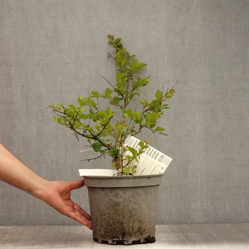 Exemplar von Chinesische Kräuselmyrte Pecharmant - Lagerstroemia Topf mit 7,5L/10L wie im Sommer geliefert