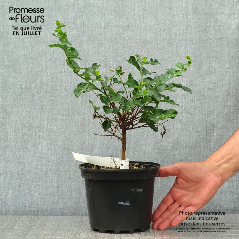 Exemplar von Chinesische Kräuselmyrte Petite Canaille mauve - Lagerstroemia Topf mit 3L/4L wie im Sommer geliefert