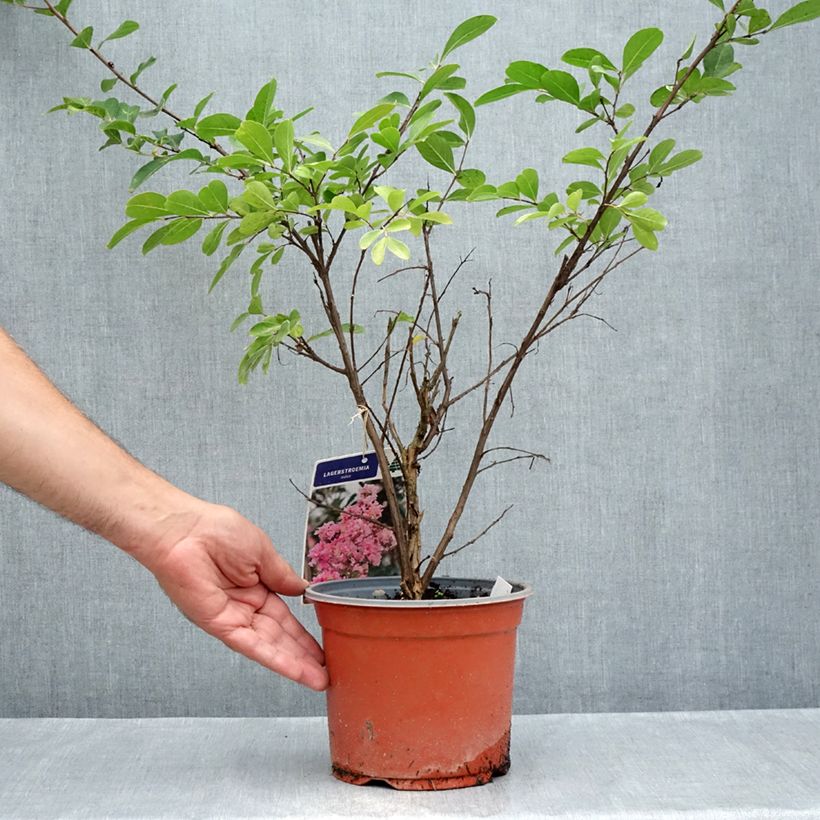 Exemplar von Chinesische Kräuselmyrte Pink Grand Sud - Lagerstroemia Topf mit 3L/4L wie im Sommer geliefert