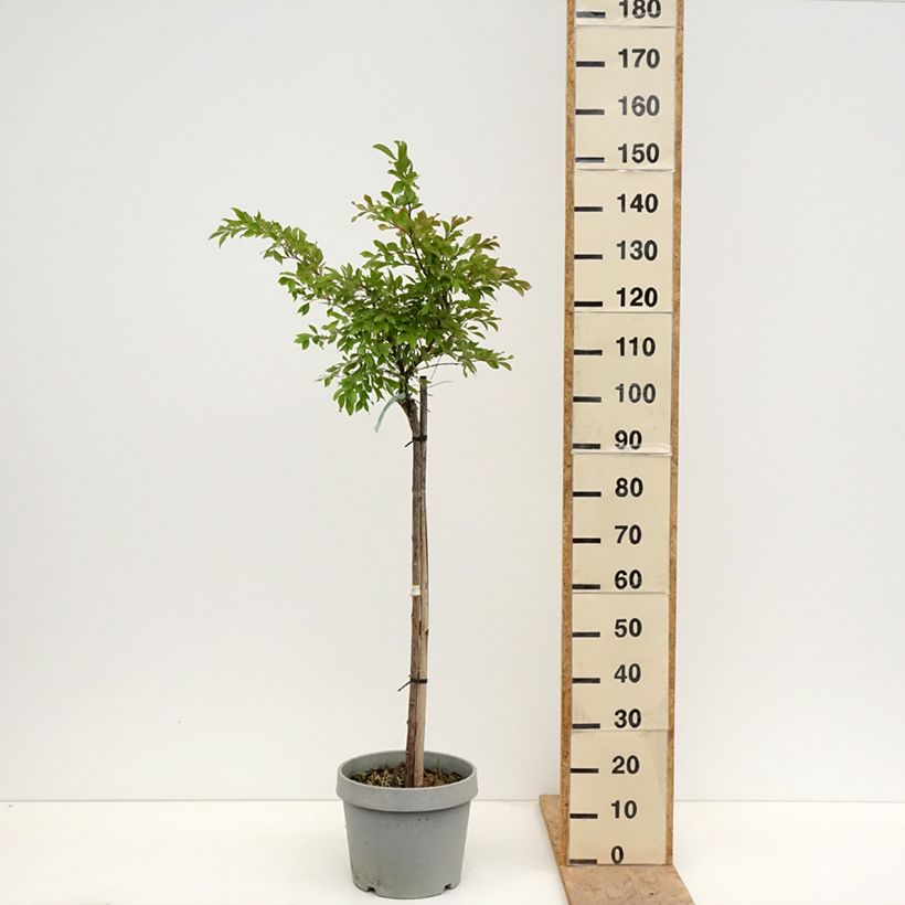 Exemplar von Chinesische Kräuselmyrte Pixie White - Lagerstroemia Topf mit 7,5L/10L wie im Frühjahr geliefert