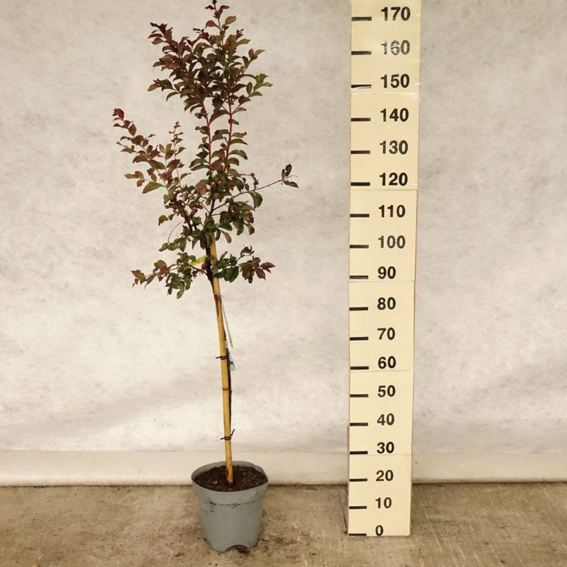 Exemplar von Chinesische Kräuselmyrte Rhapsody in PINK - Lagerstroemia Topf mit 7,5L/10L wie im Sommer geliefert