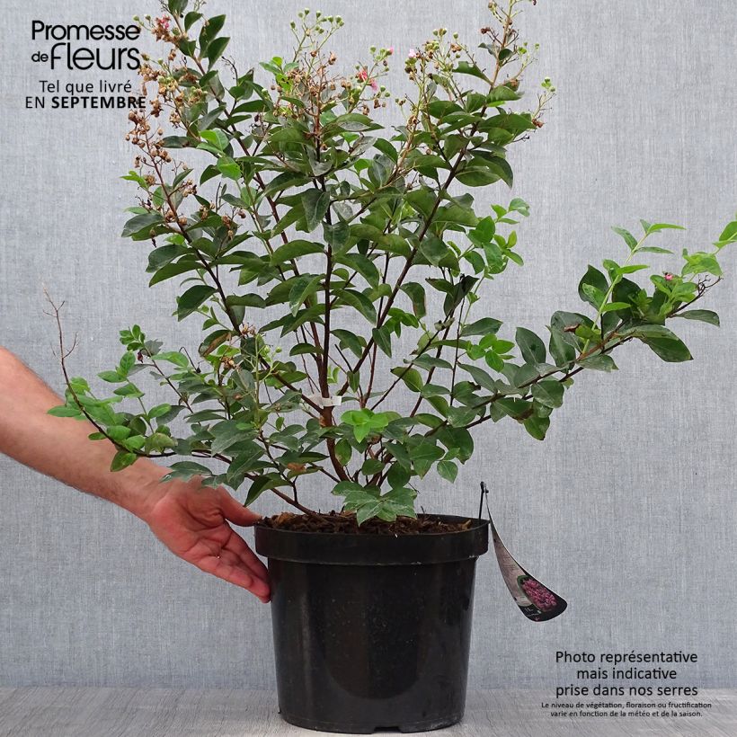 Exemplar von Chinesische Kräuselmyrte Summer Charm Hopi - Lagerstroemia Topf mit 7,5L/10L wie im Herbst geliefert