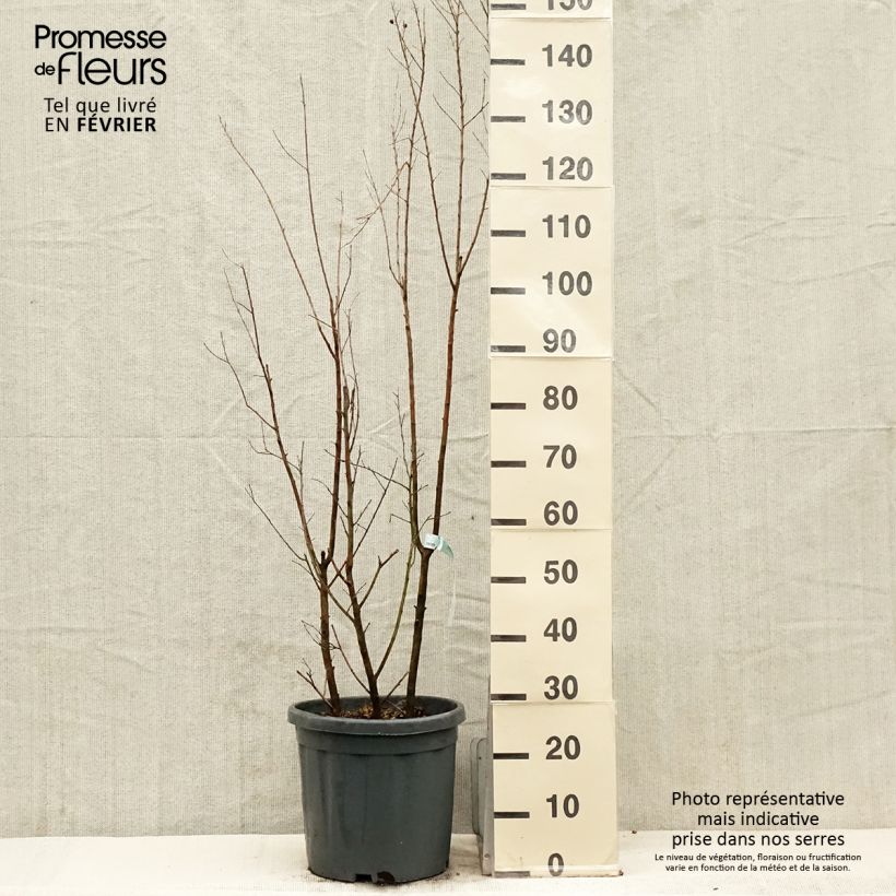 Exemplar von Chinesische Kräuselmyrte Summer Charm Tonto - Lagerstroemia Topf mit 12L/15L wie im Winter geliefert
